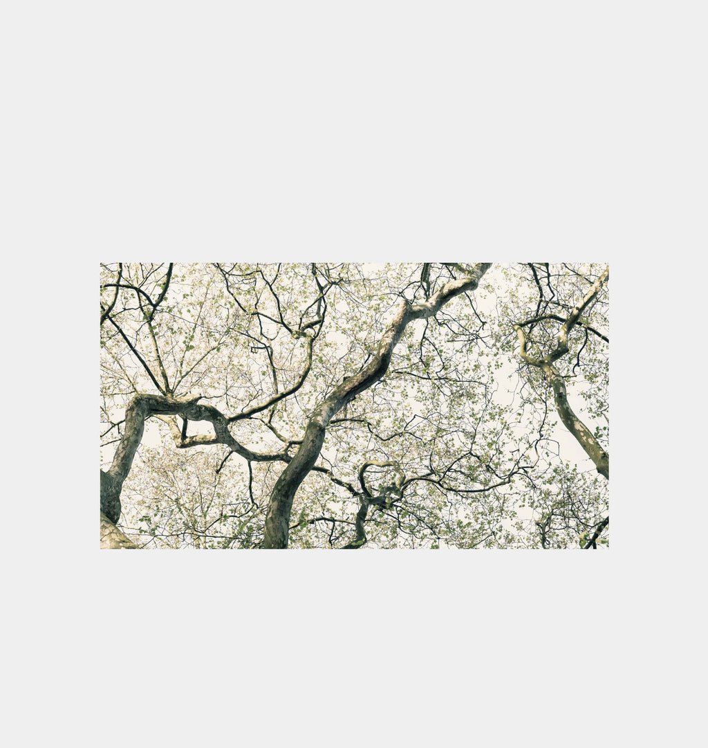 Amber Interiors - Hyde Park