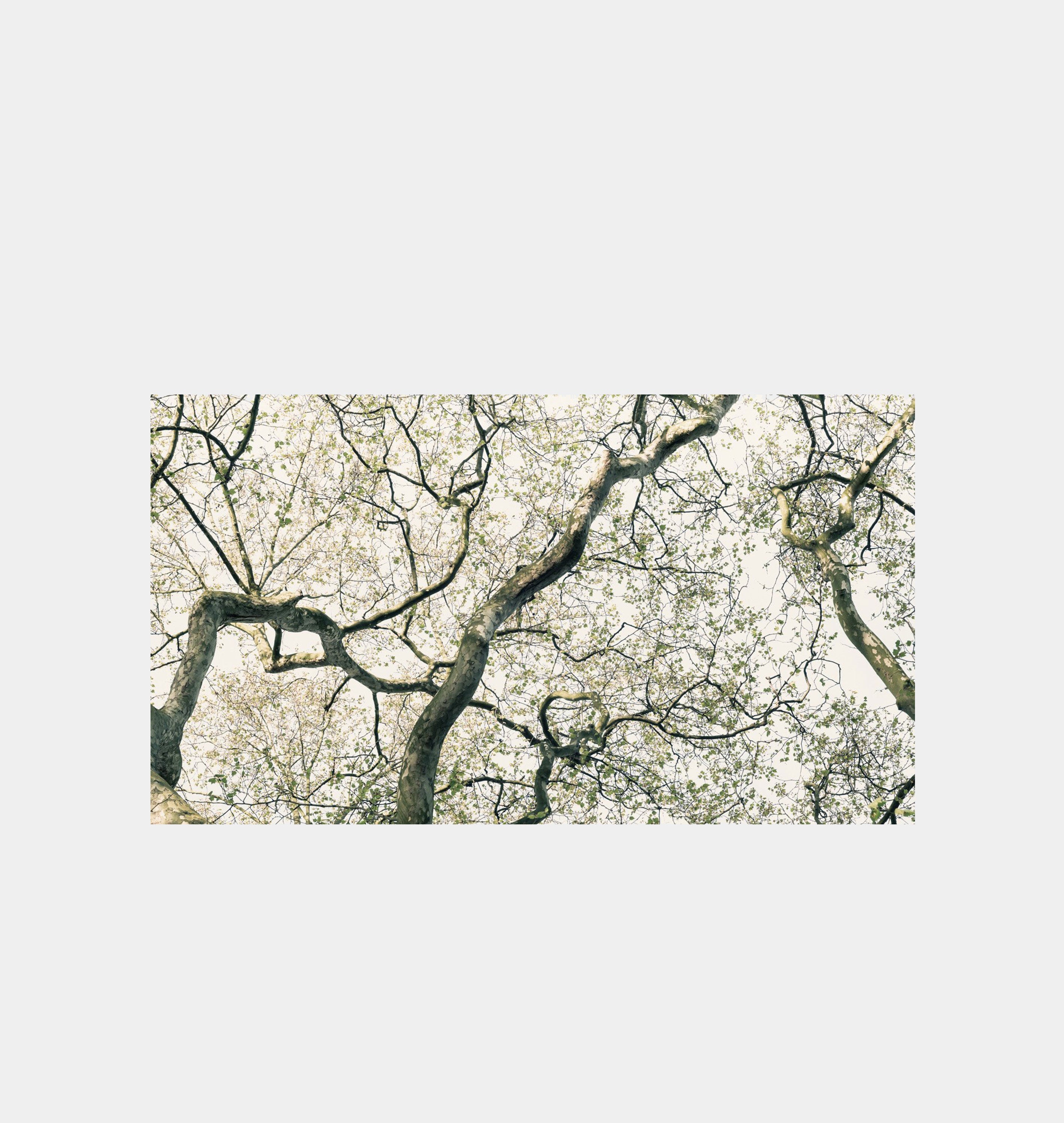 Amber Interiors - Hyde Park
