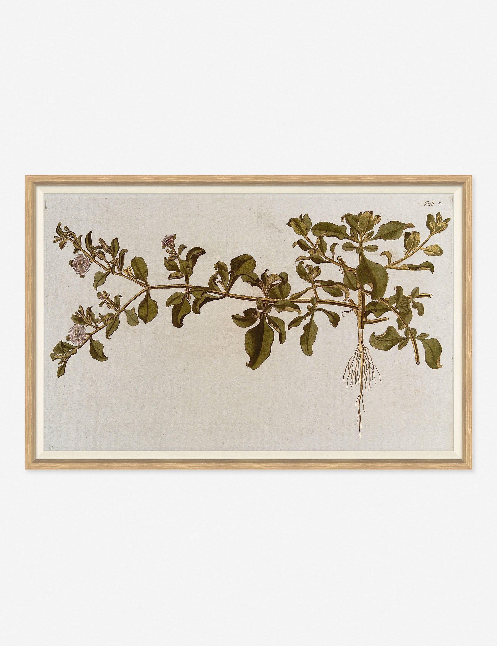 Lulu and Georgia - Flowering Plants I Wall Art by Franz Anton Von Scheidl