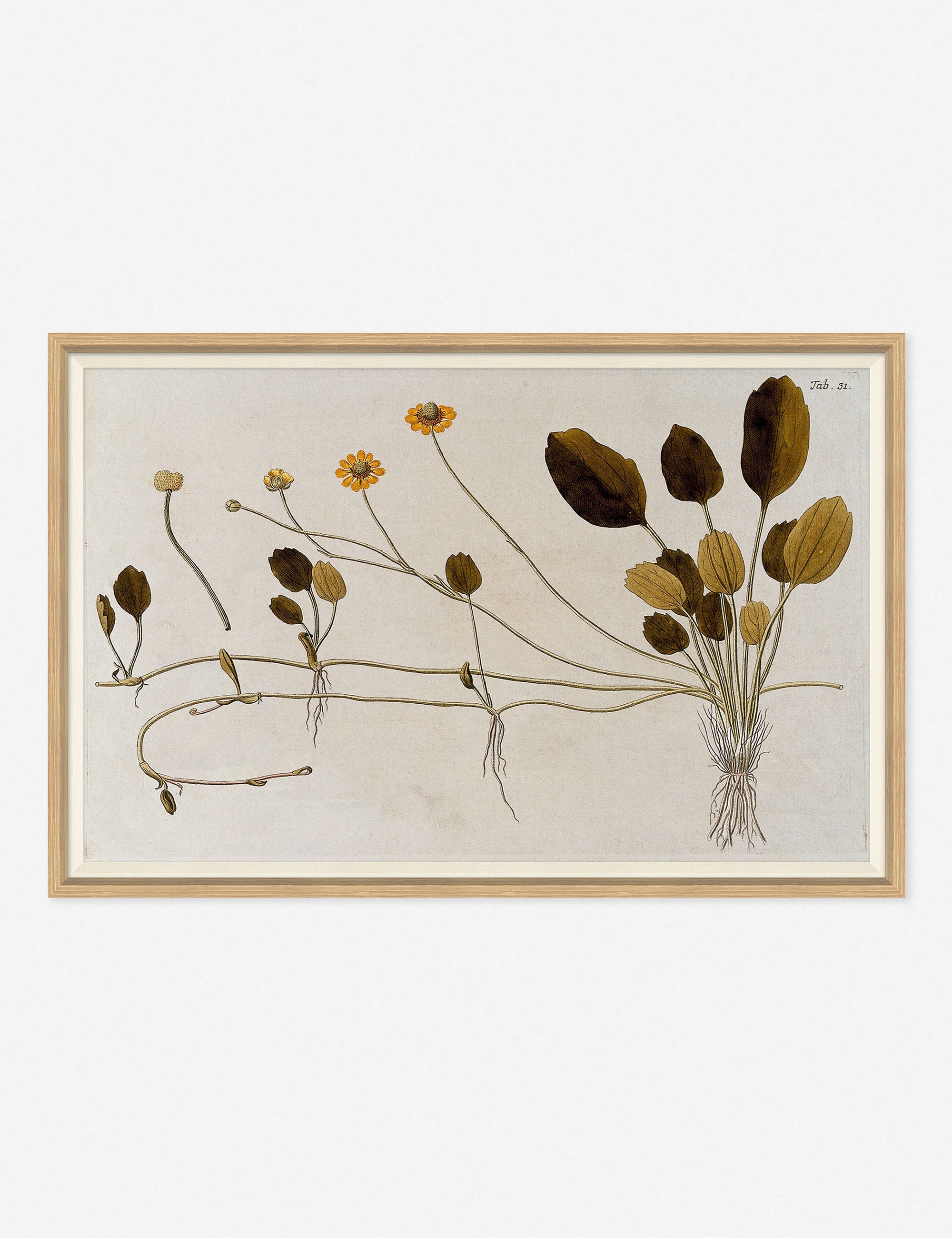 Lulu and Georgia - Flowering Plants II Wall Art by Franz Anton Von Scheidl