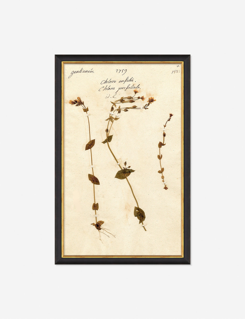 Lulu and Georgia - Herbarium A Wall Art