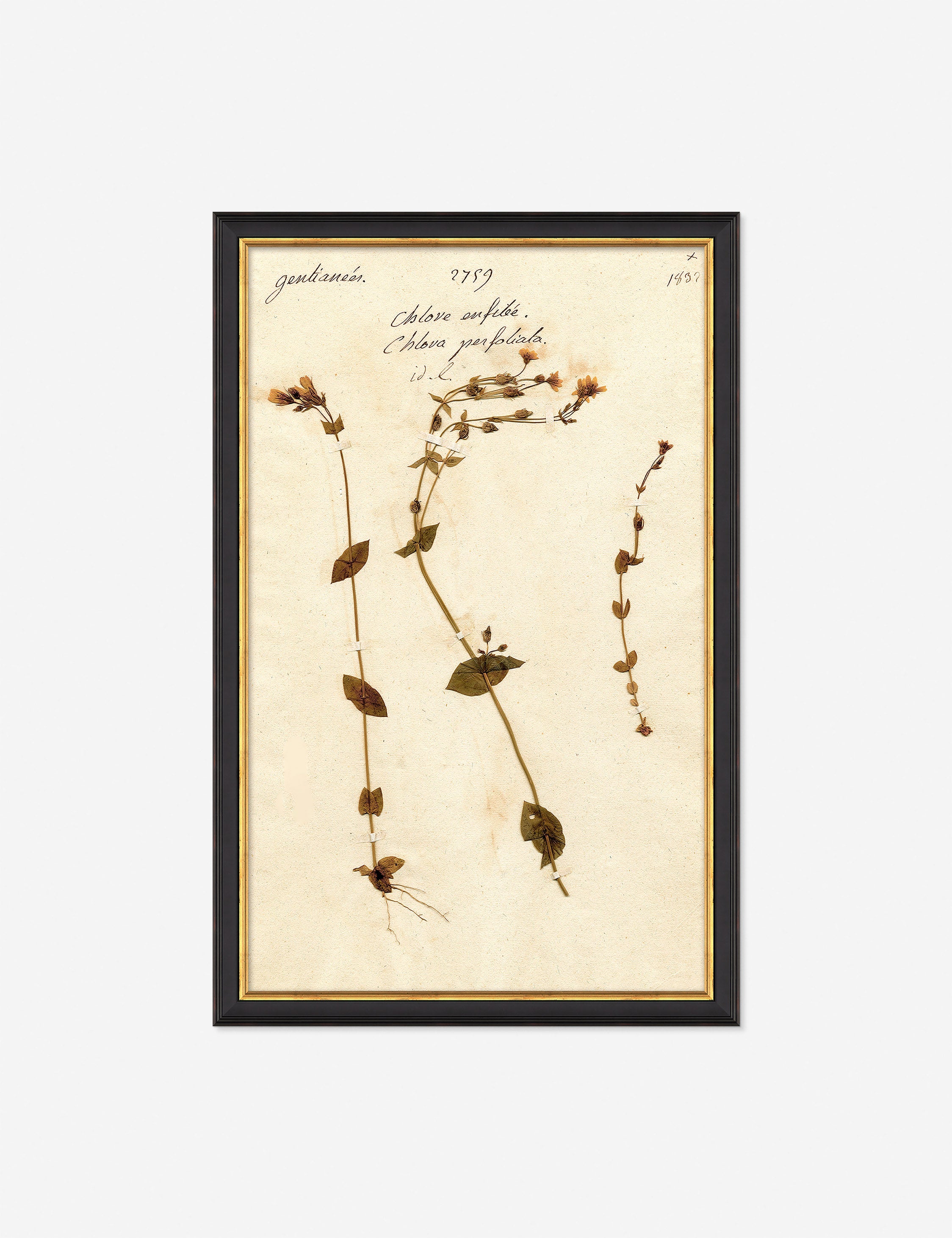 Lulu and Georgia - Herbarium A Wall Art