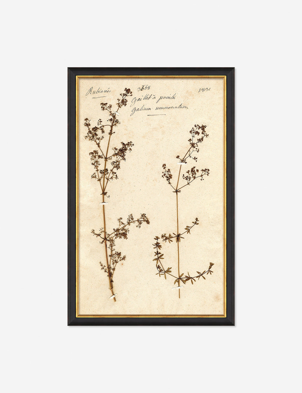 Lulu and Georgia - Herbarium B Wall Art