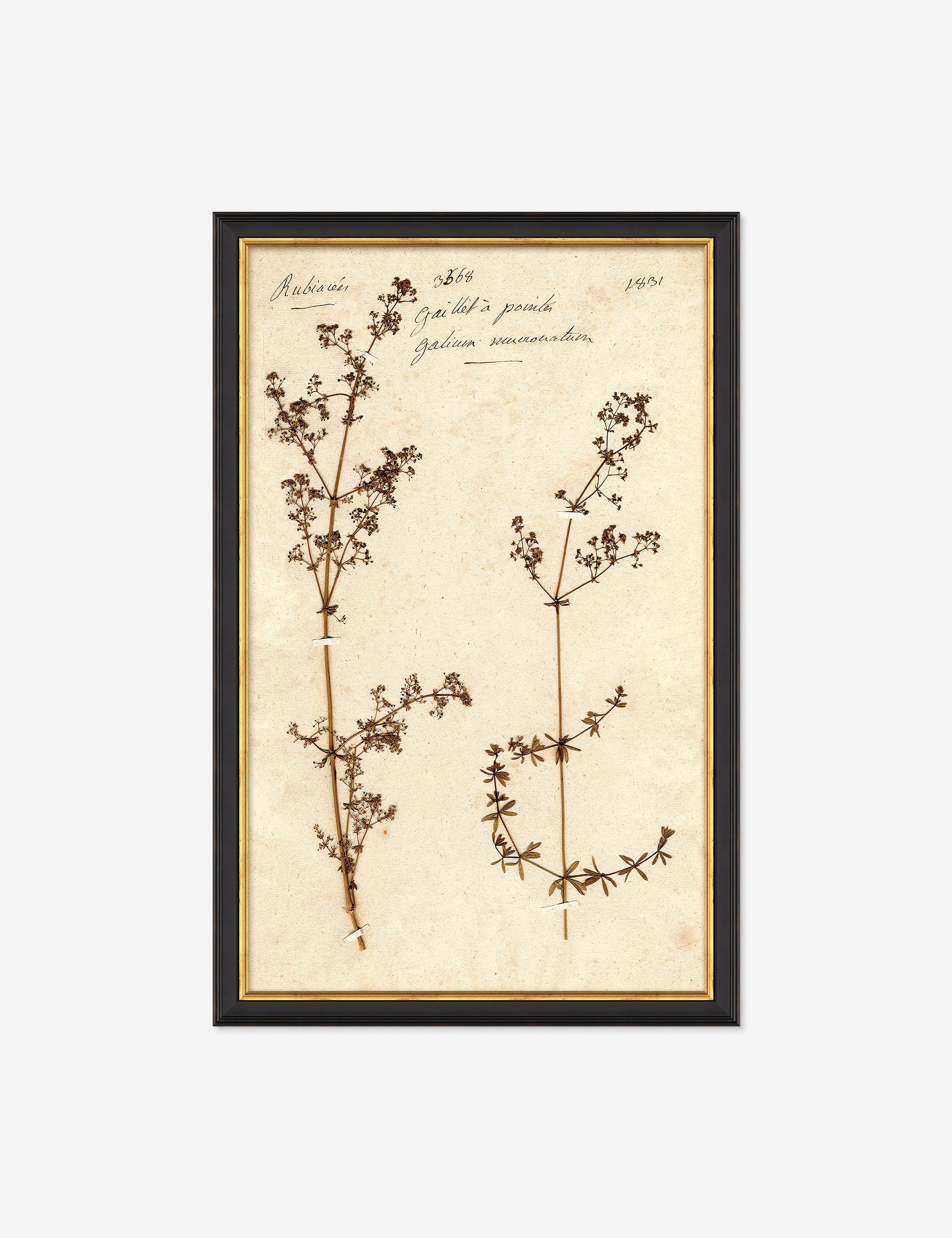 Lulu and Georgia - Herbarium B Wall Art