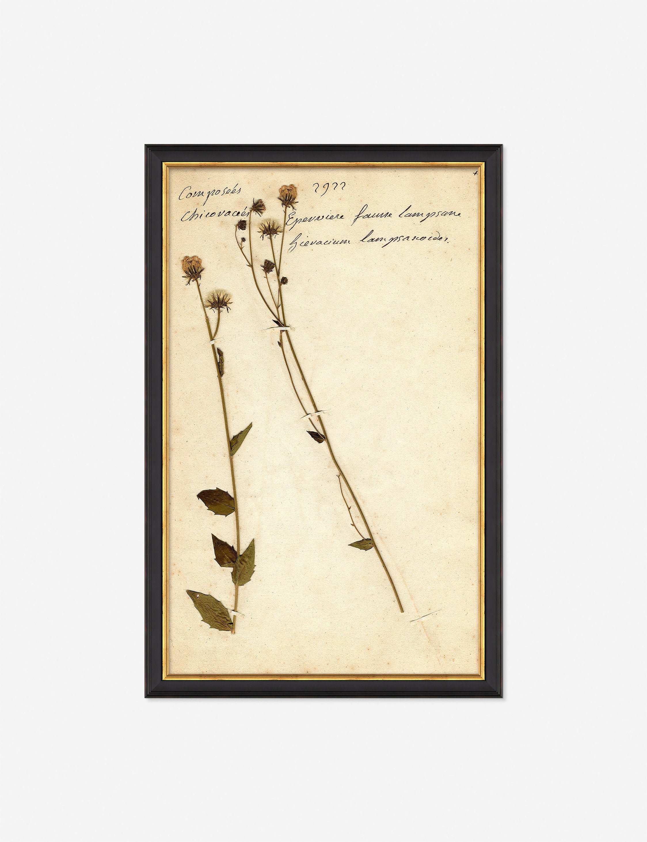 Lulu and Georgia - Herbarium C Wall Art