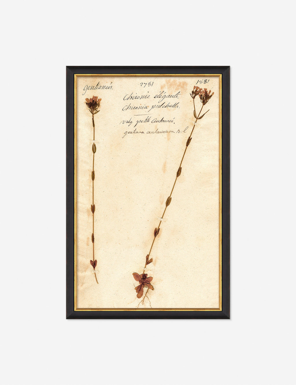 Lulu and Georgia - Herbarium D Wall Art