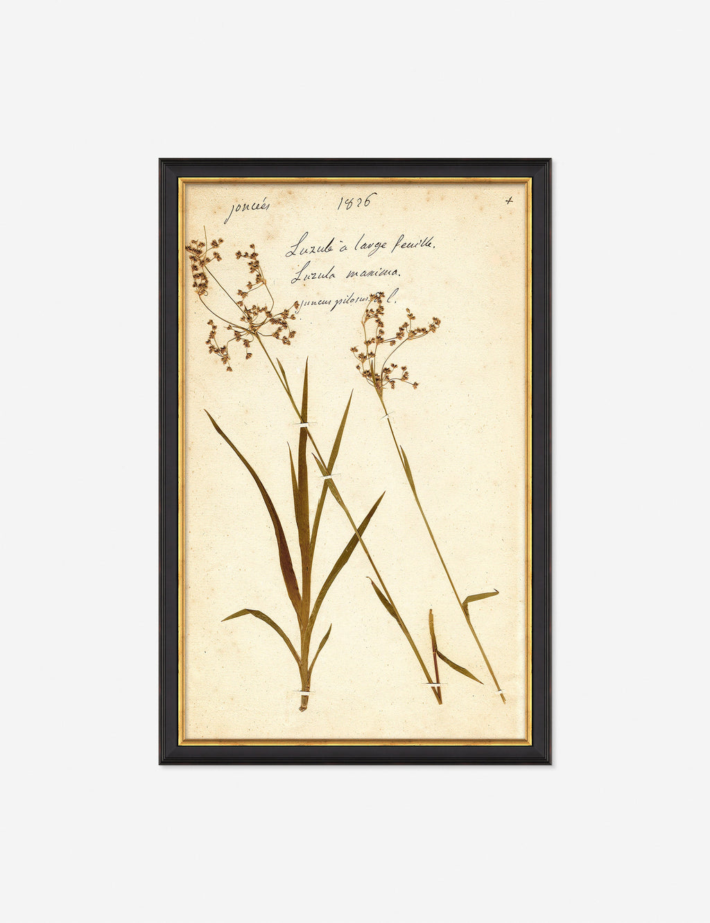 Lulu and Georgia - Herbarium E Wall Art