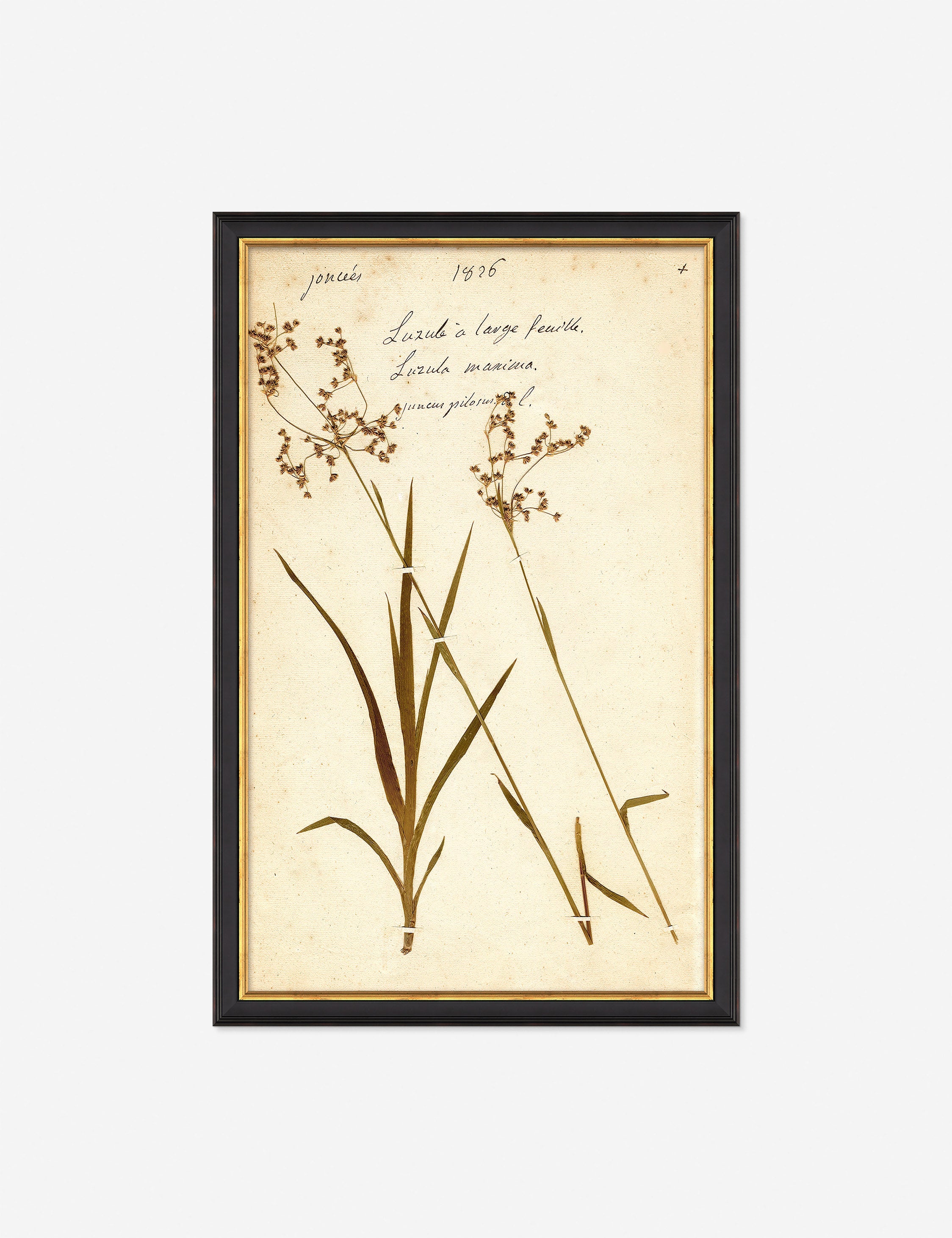 Lulu and Georgia - Herbarium E Wall Art