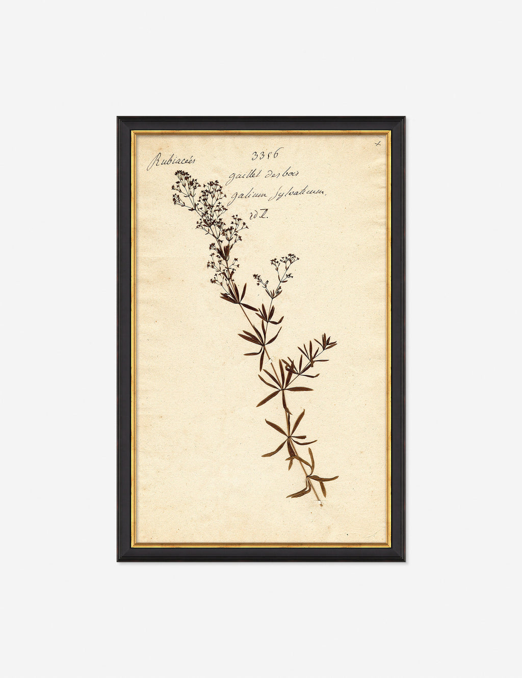 Lulu and Georgia - Herbarium F Wall Art