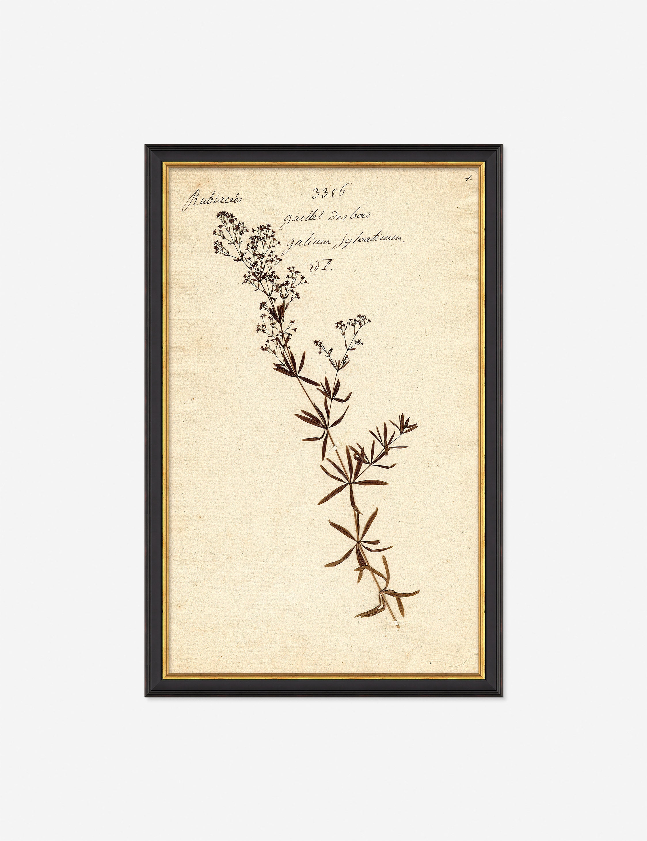 Lulu and Georgia - Herbarium F Wall Art