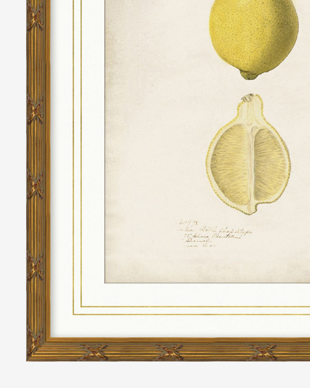 McGee & Co - Lemon Study