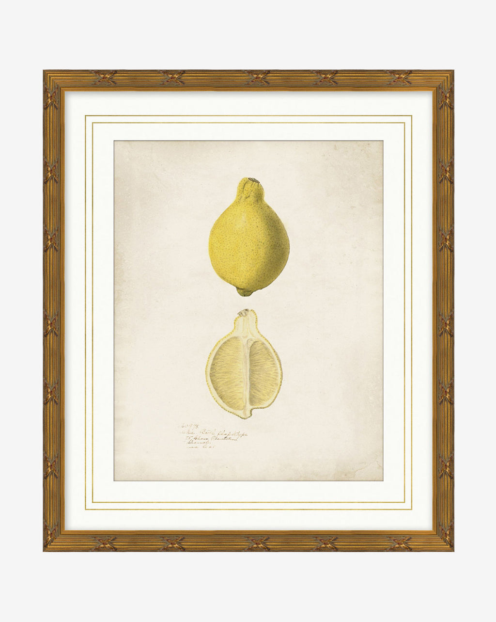 McGee & Co - Lemon Study