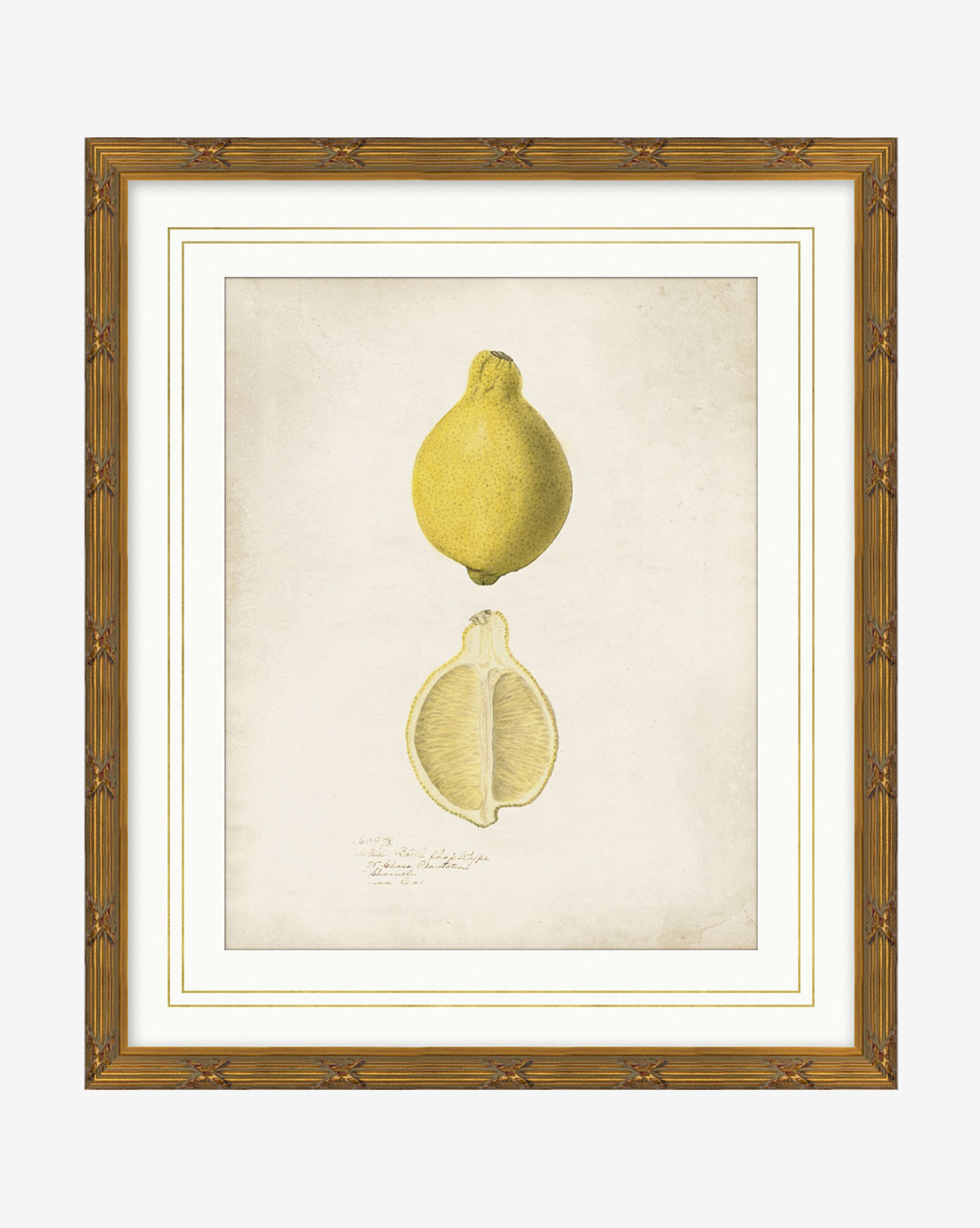 McGee & Co - Lemon Study