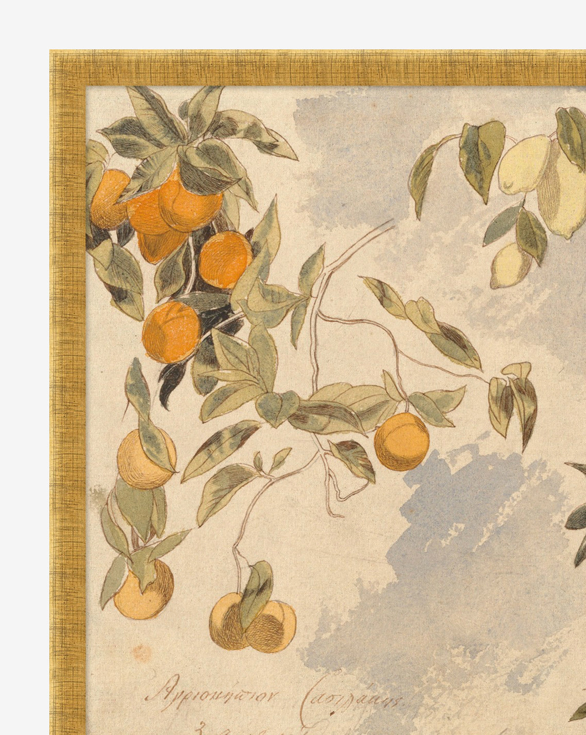 McGee & Co - Lemons & Oranges