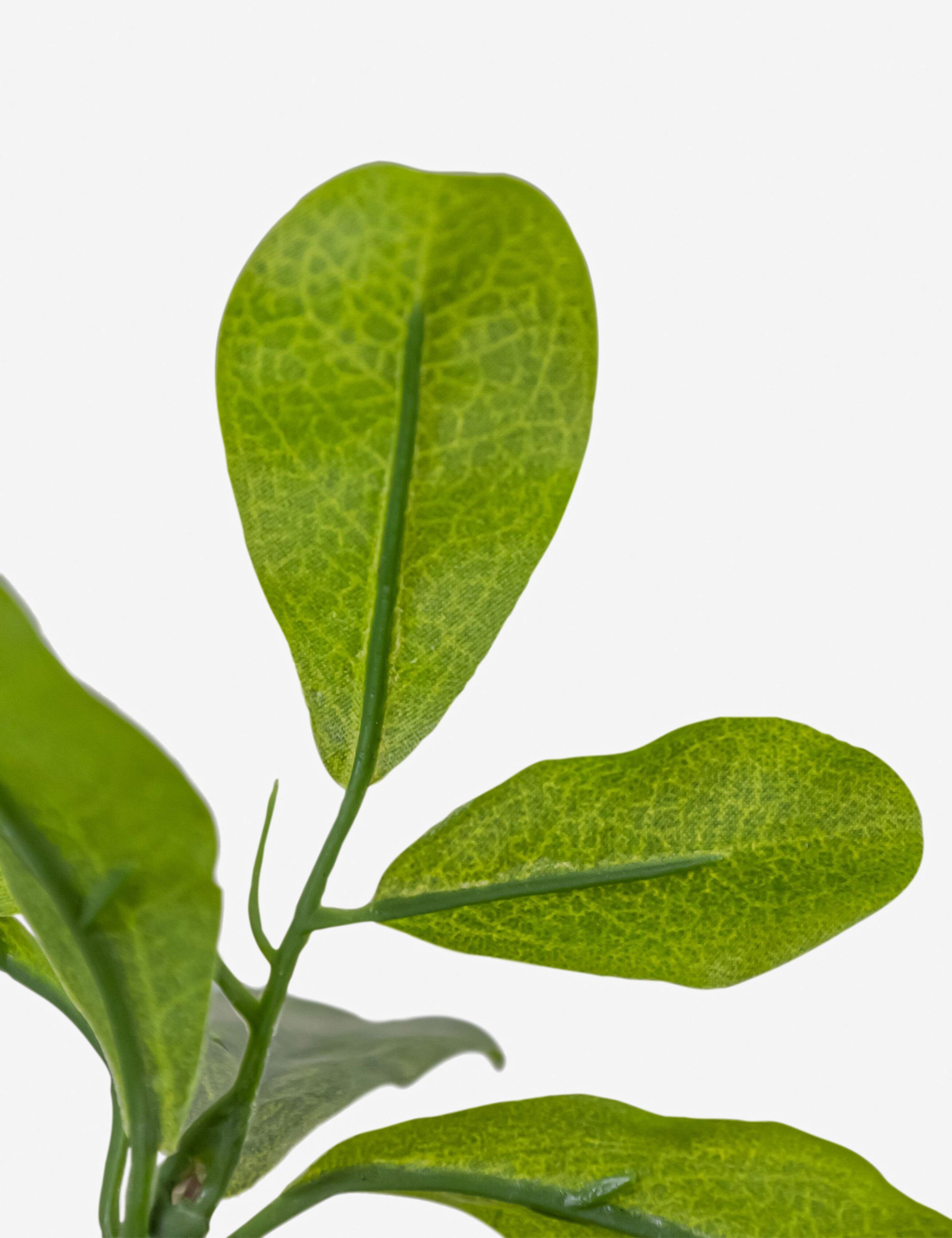 Lulu and Georgia - Faux Aralia Tree