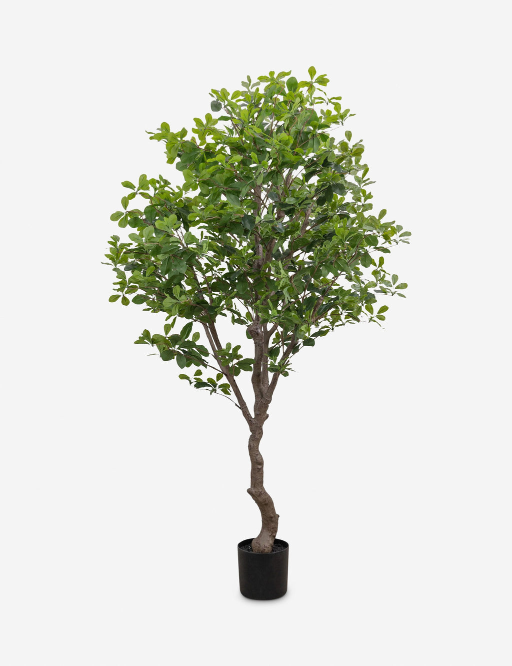 Lulu and Georgia - Faux Aralia Tree