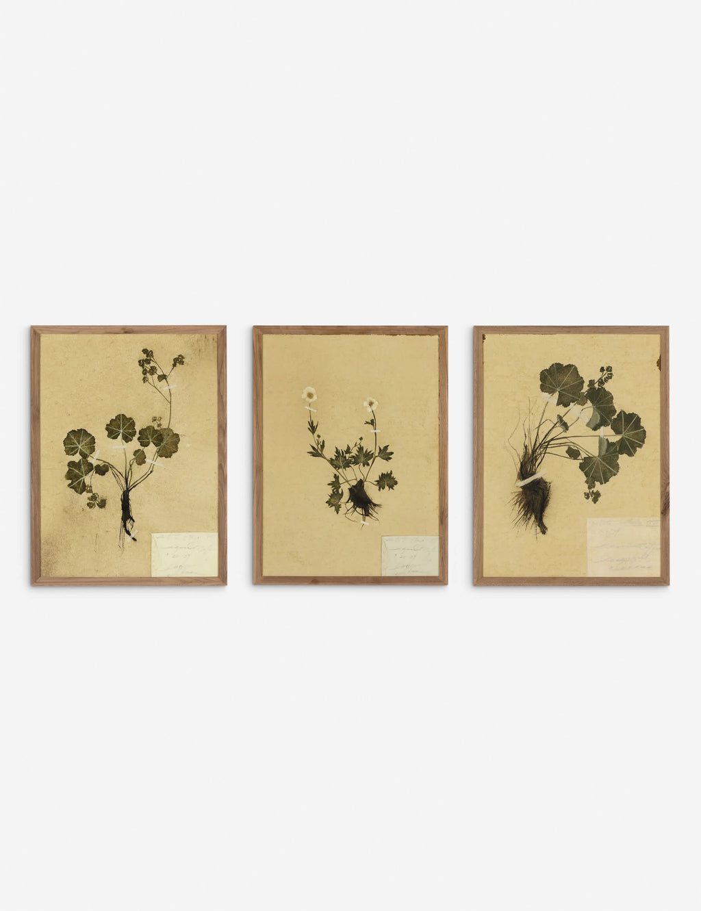Lulu and Georgia - Petite Study Triptych Wall Art (Set of 3) by Hannah Winters