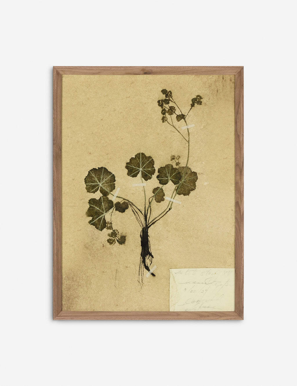 Lulu and Georgia - Petite Study Triptych Wall Art (Set of 3) by Hannah Winters