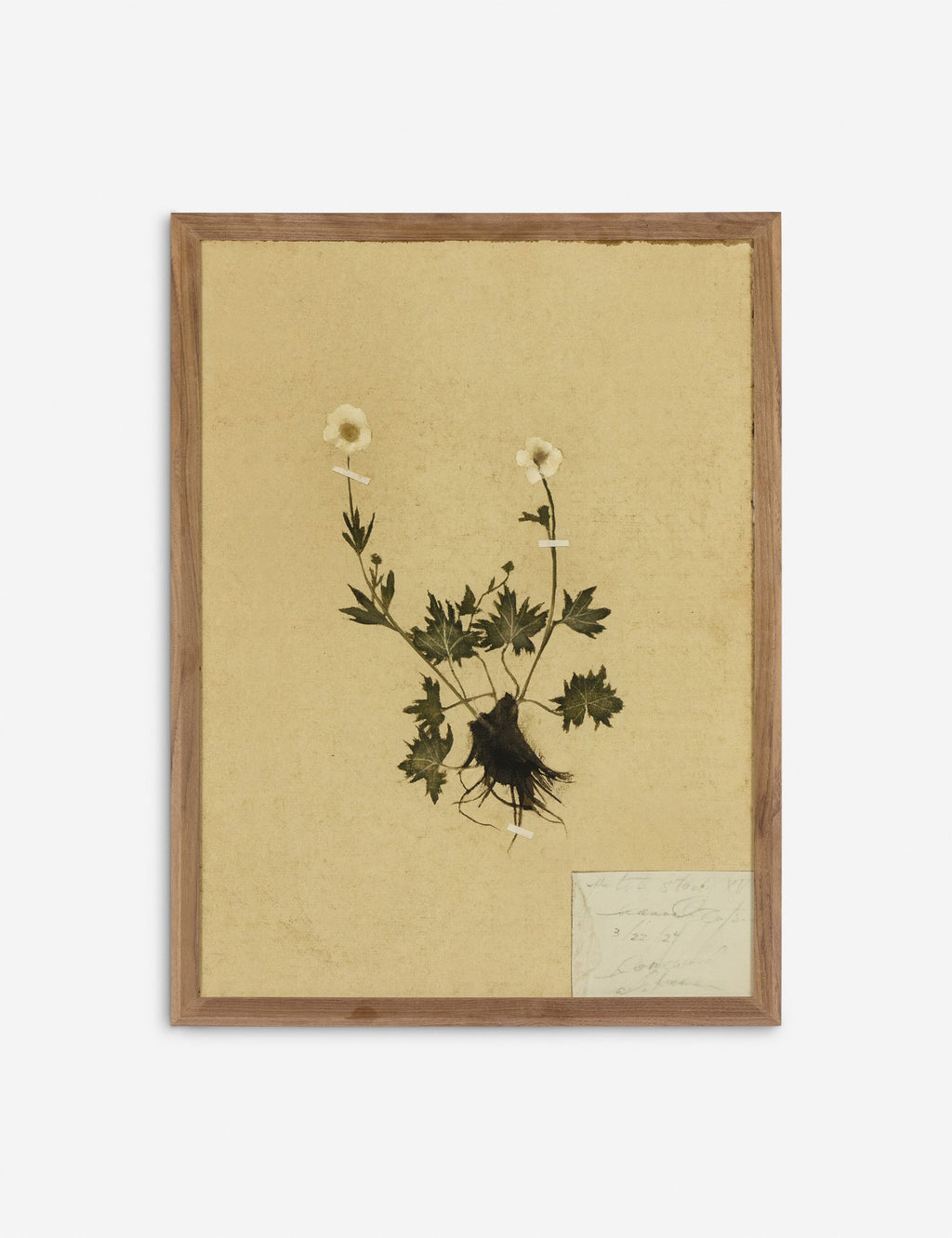 Lulu and Georgia - Petite Study Triptych Wall Art (Set of 3) by Hannah Winters