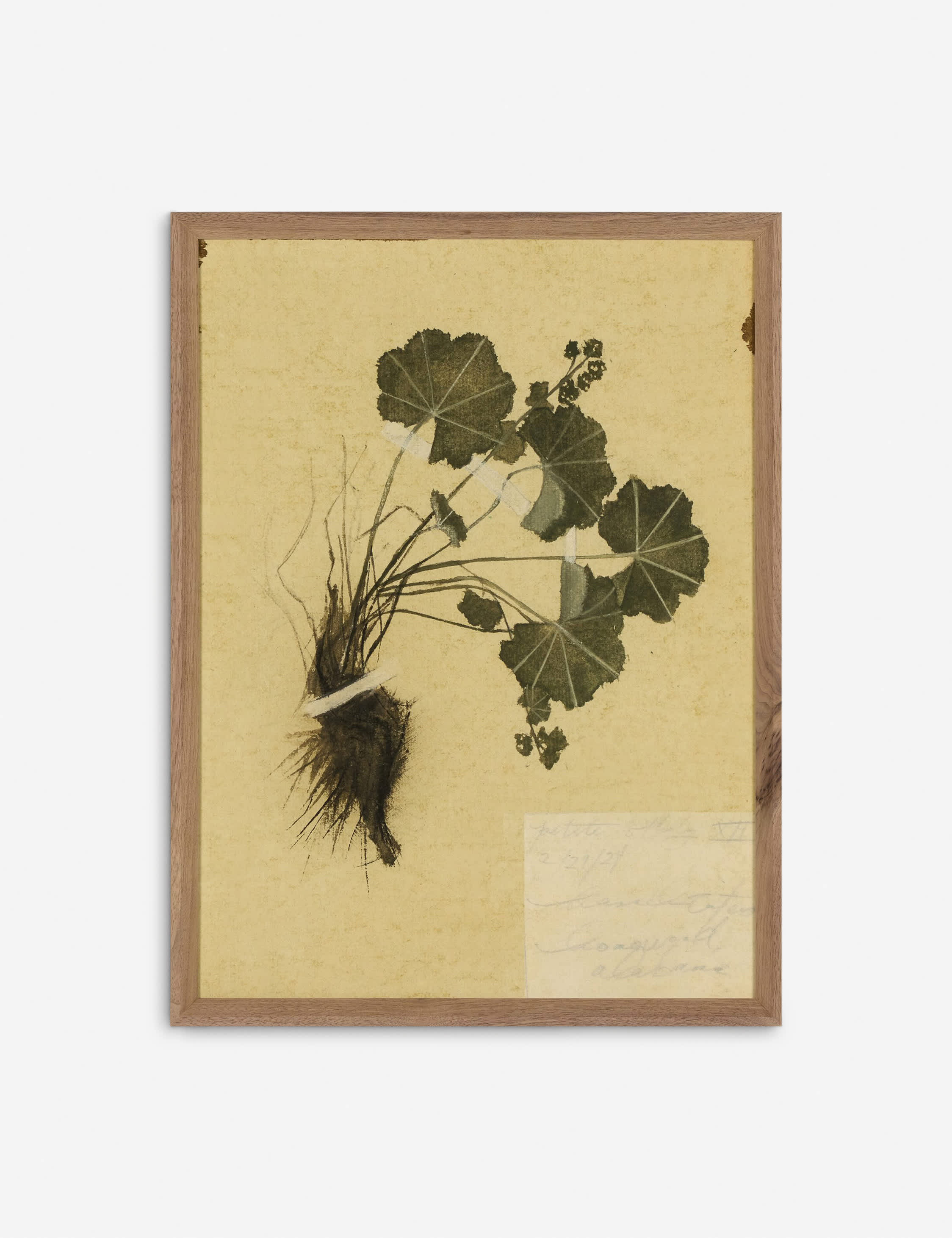 Lulu and Georgia - Petite Study Triptych Wall Art (Set of 3) by Hannah Winters