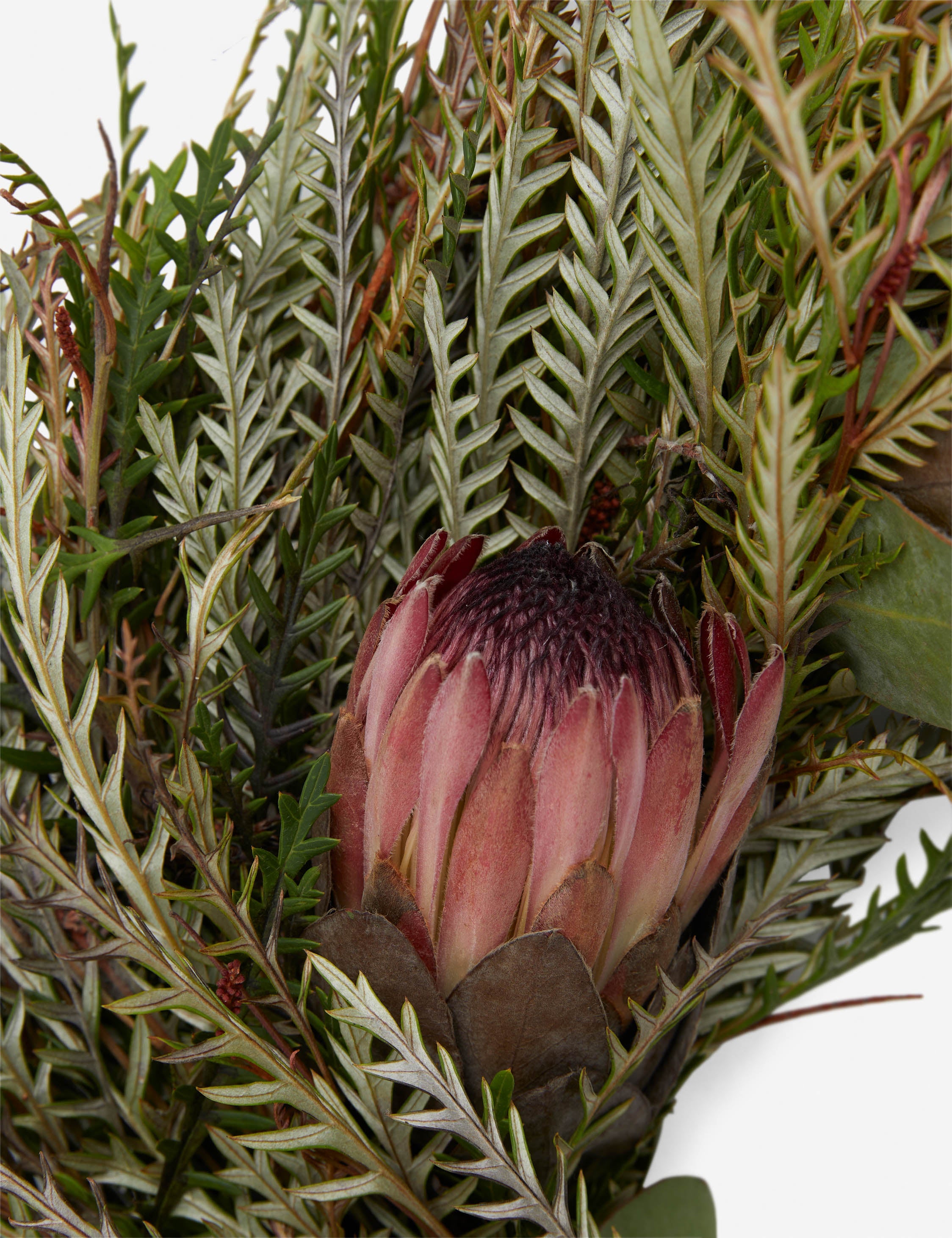Lulu and Georgia - Fresh Handmade Grevillea and Pink Ice Protea Wreath