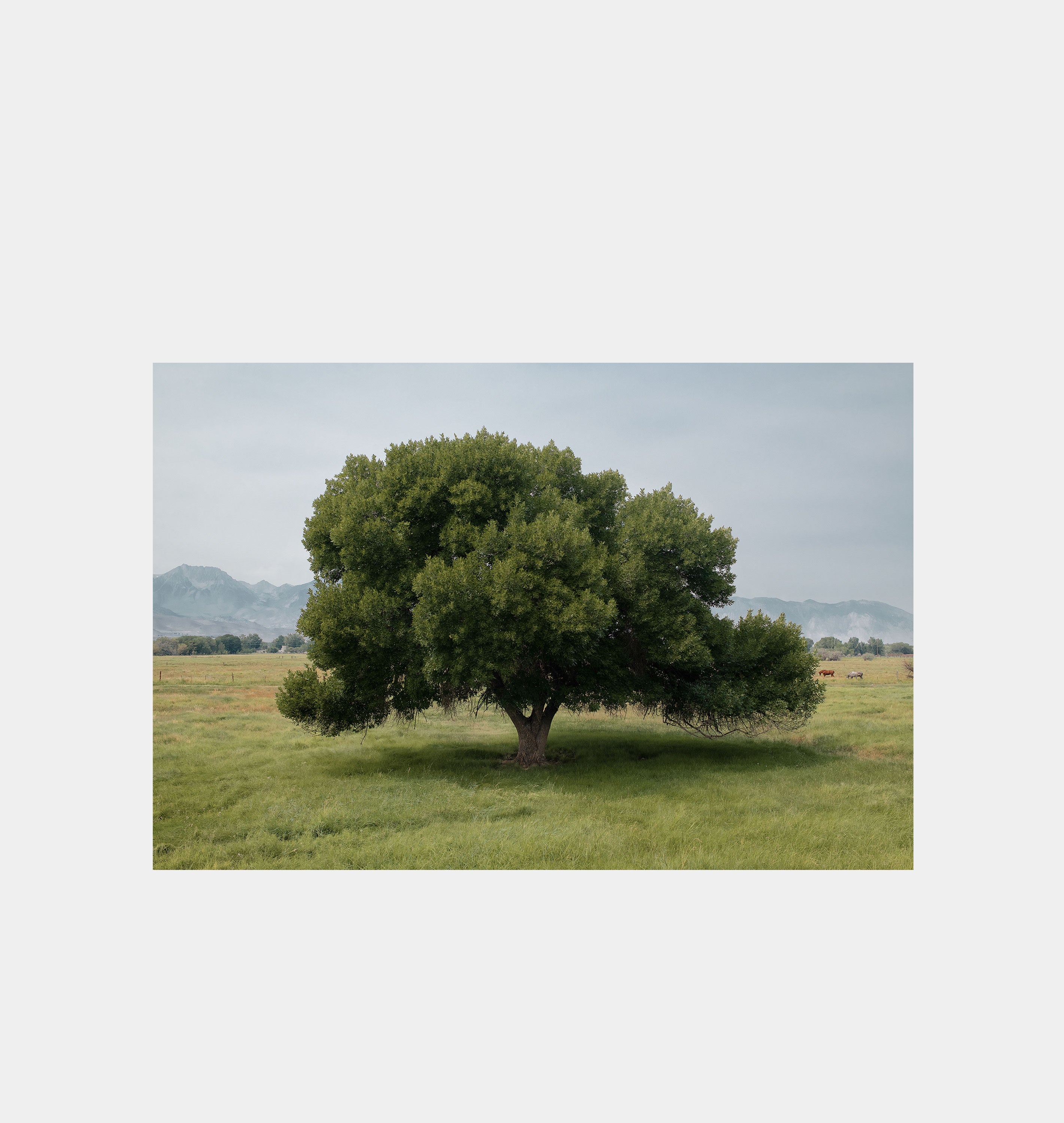 Amber Interiors - Cottonwood Tree (Summer)