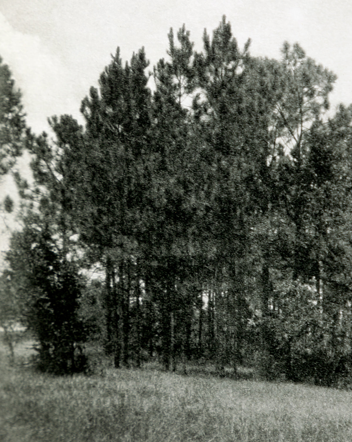 McGee & Co - Muted Florida Pines by Carol Haymon