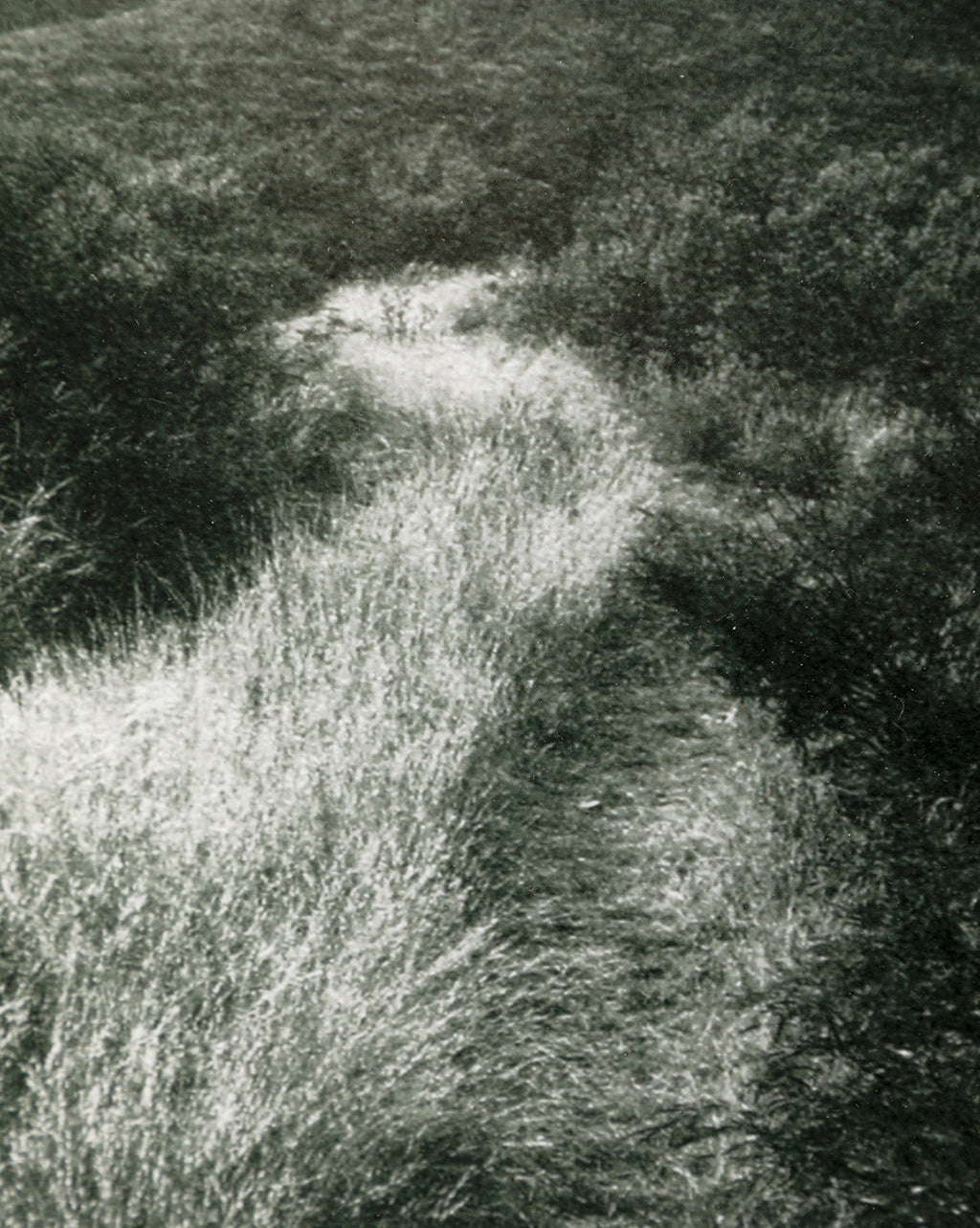 McGee & Co - Muted Path Green by Carol Haymon