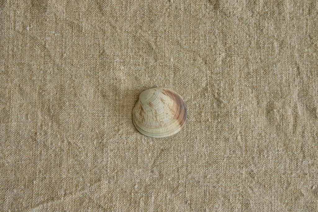 Nicky Kehoe - Painted Shell No. 4