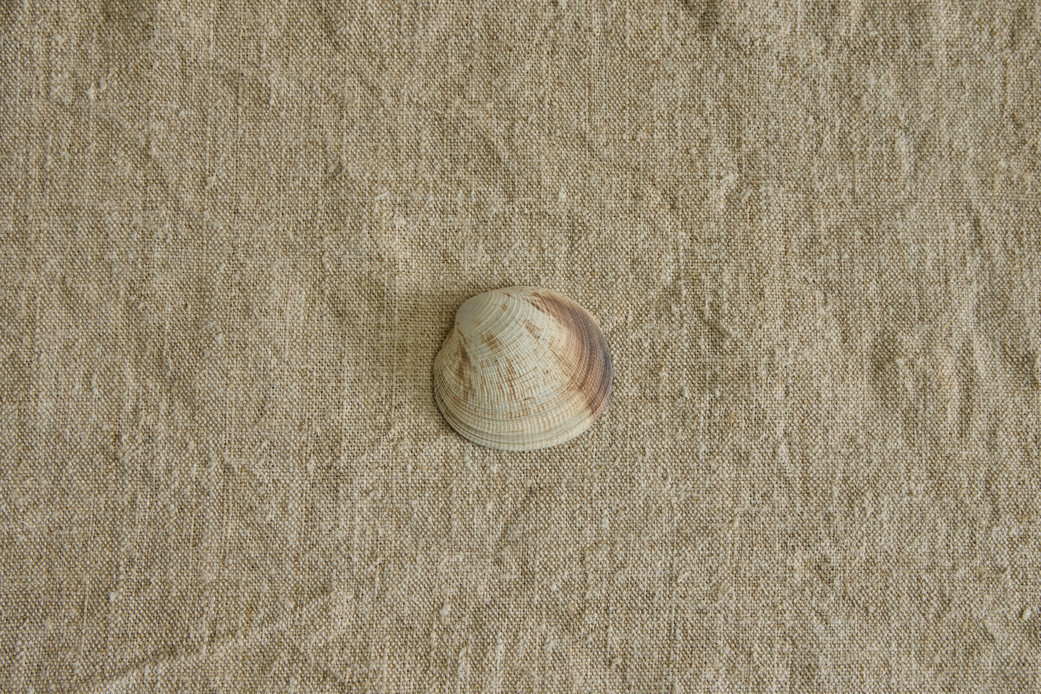 Nicky Kehoe - Painted Shell No. 4