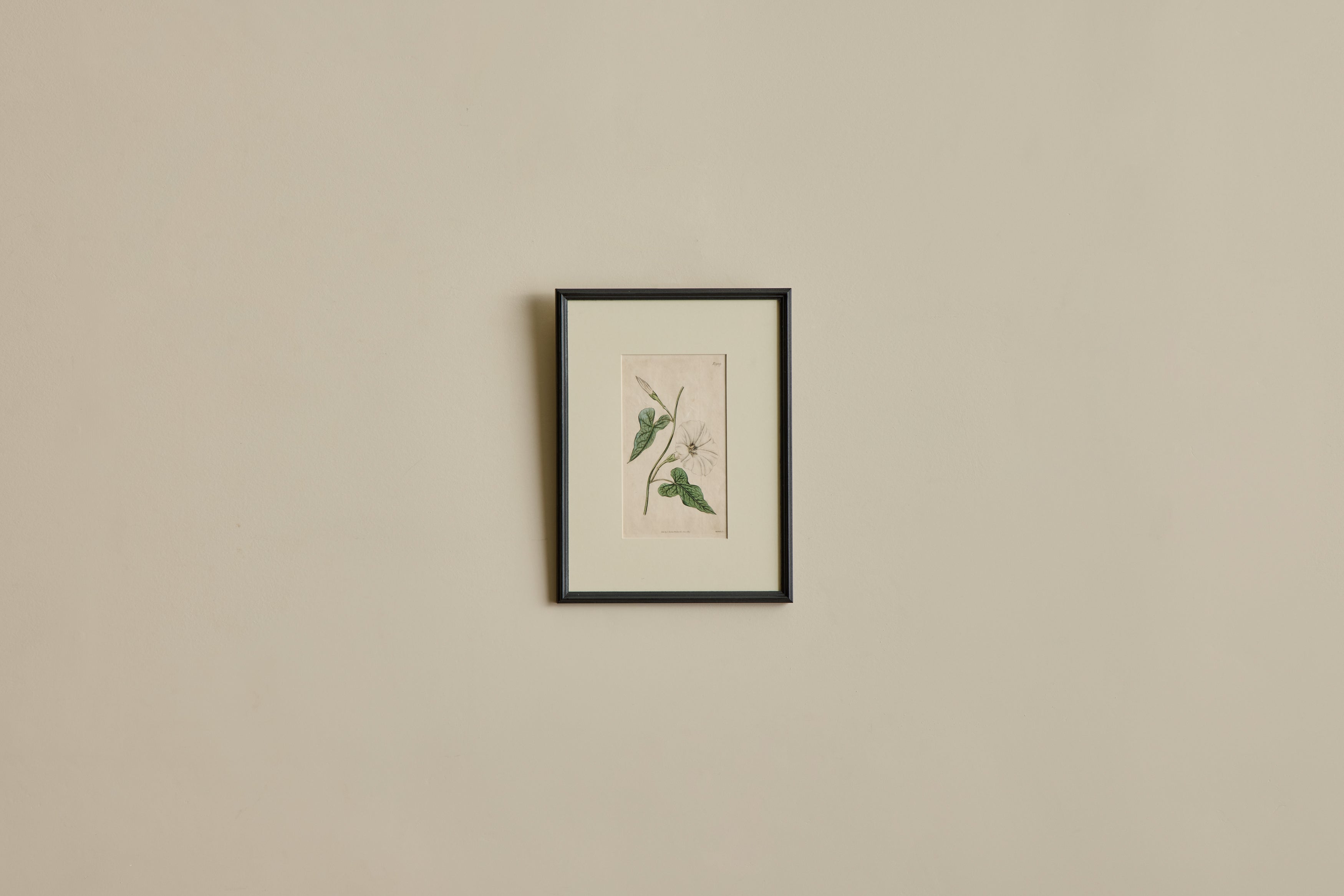 Nicky Kehoe - VTG BOTANICAL PRINT I