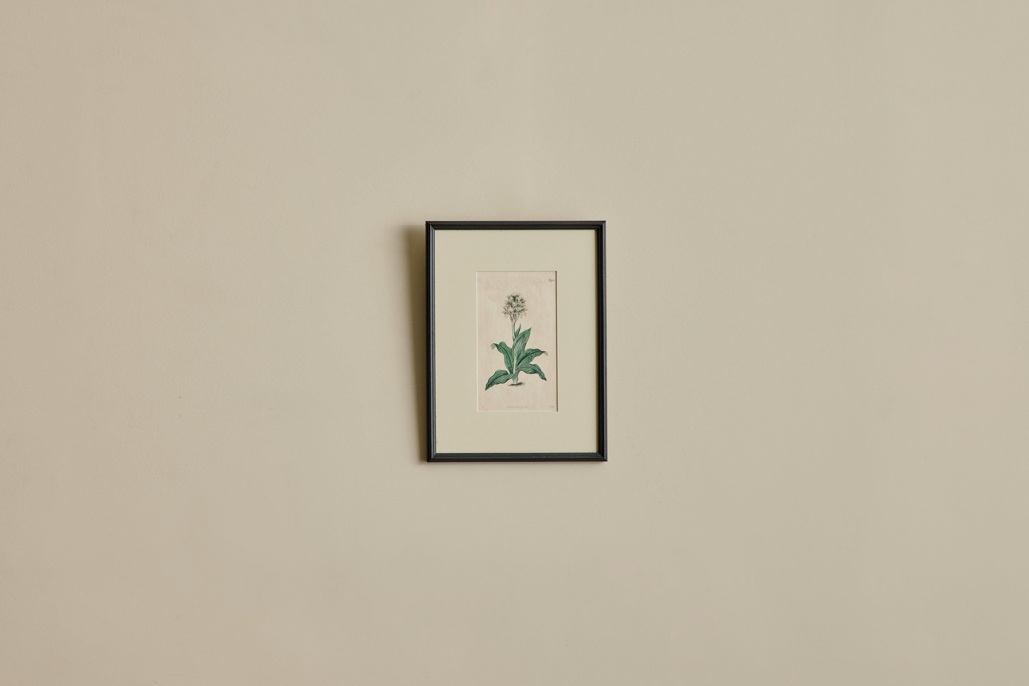 Nicky Kehoe - VTG BOTANICAL PRINT II