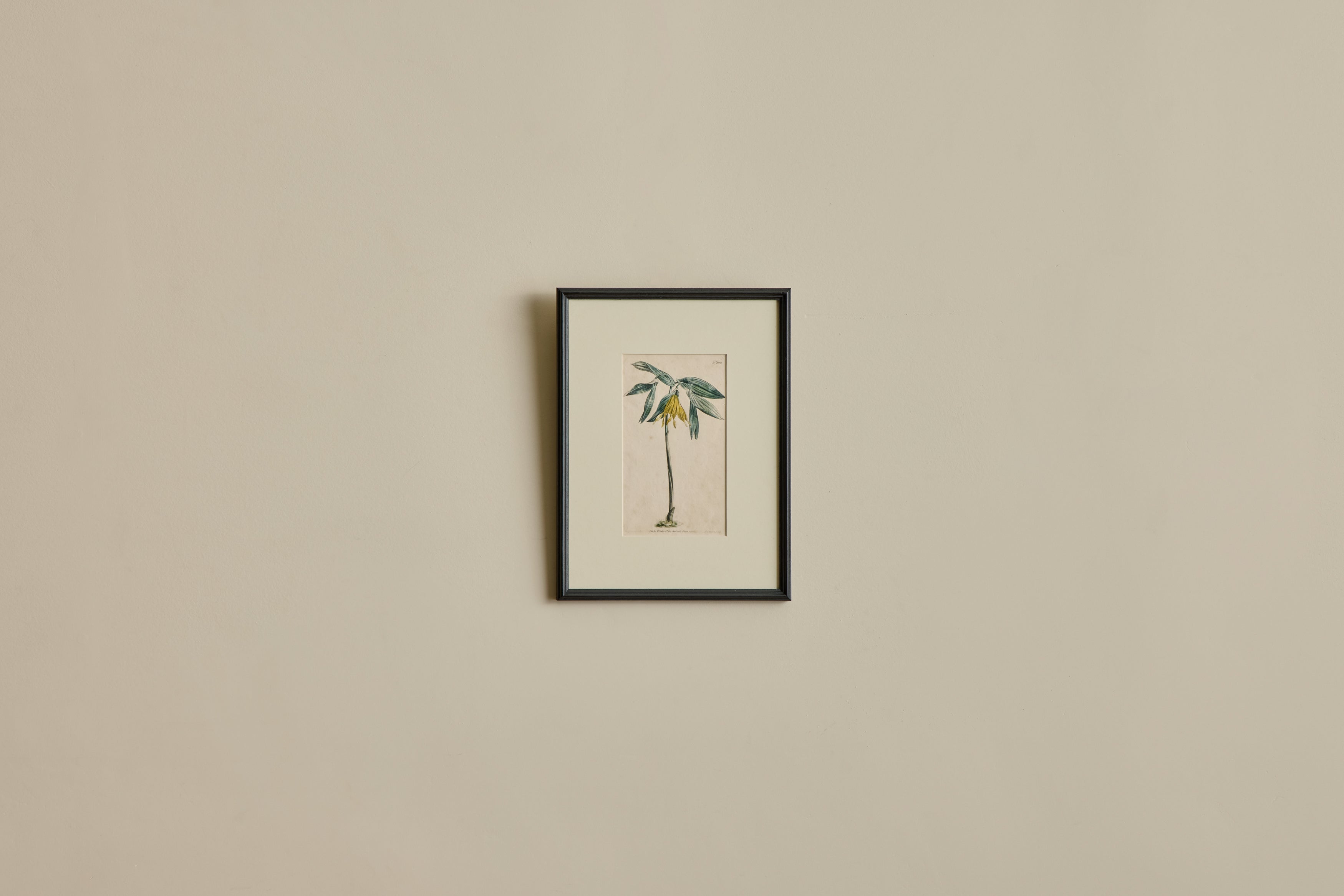 Nicky Kehoe - VTG BOTANICAL PRINT III