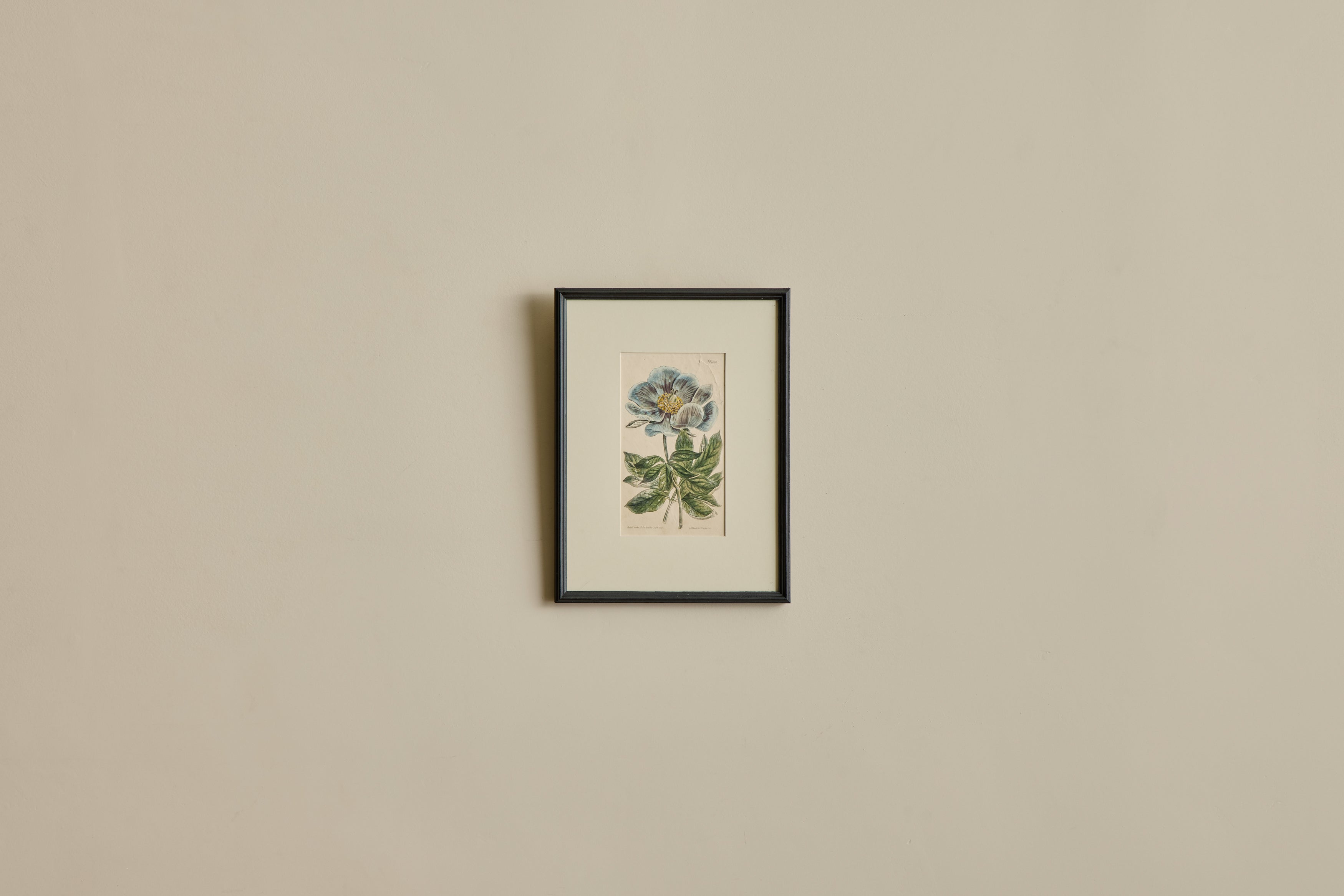 Nicky Kehoe - VTG BOTANICAL PRINT IV