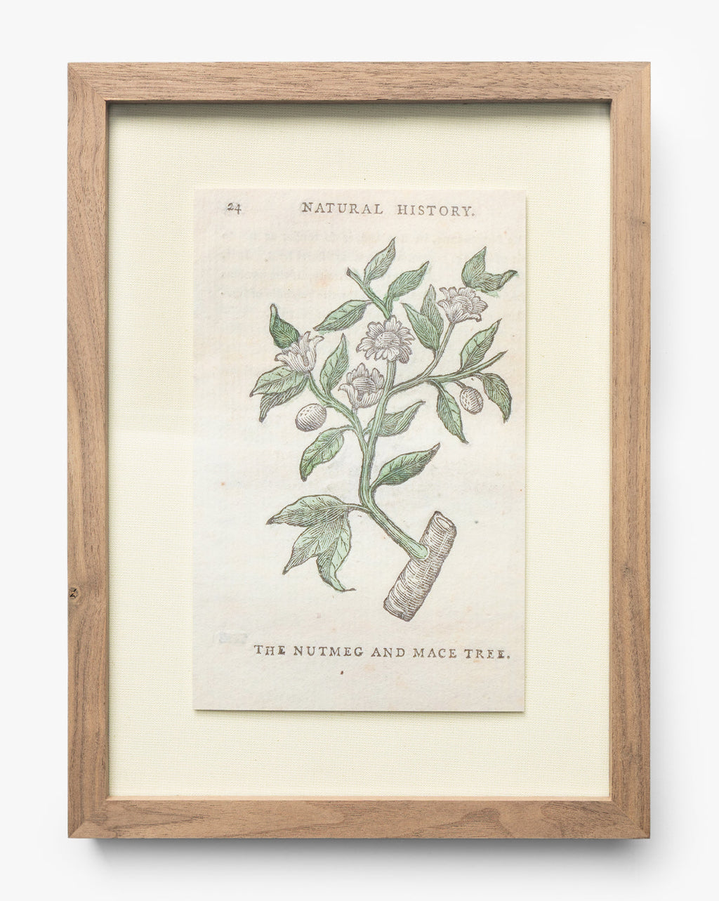 McGee & Co - Nutmeg & Mace Tree