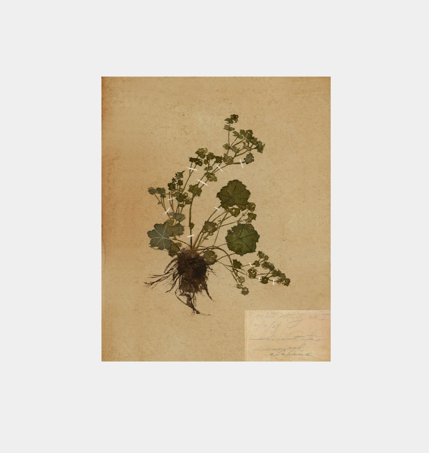 Amber Interiors - Petite Study No. I Unframed Print