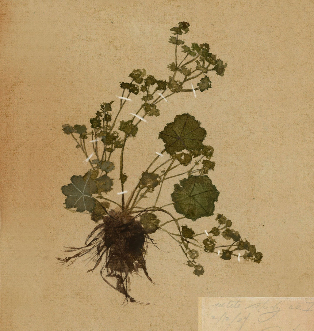 Amber Interiors - Petite Study No. I Unframed Print