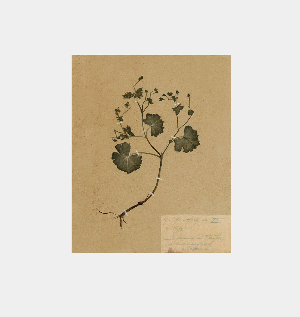 Amber Interiors - Petite Study No. II Unframed Print