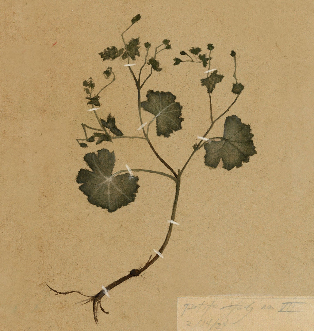Amber Interiors - Petite Study No. II Unframed Print