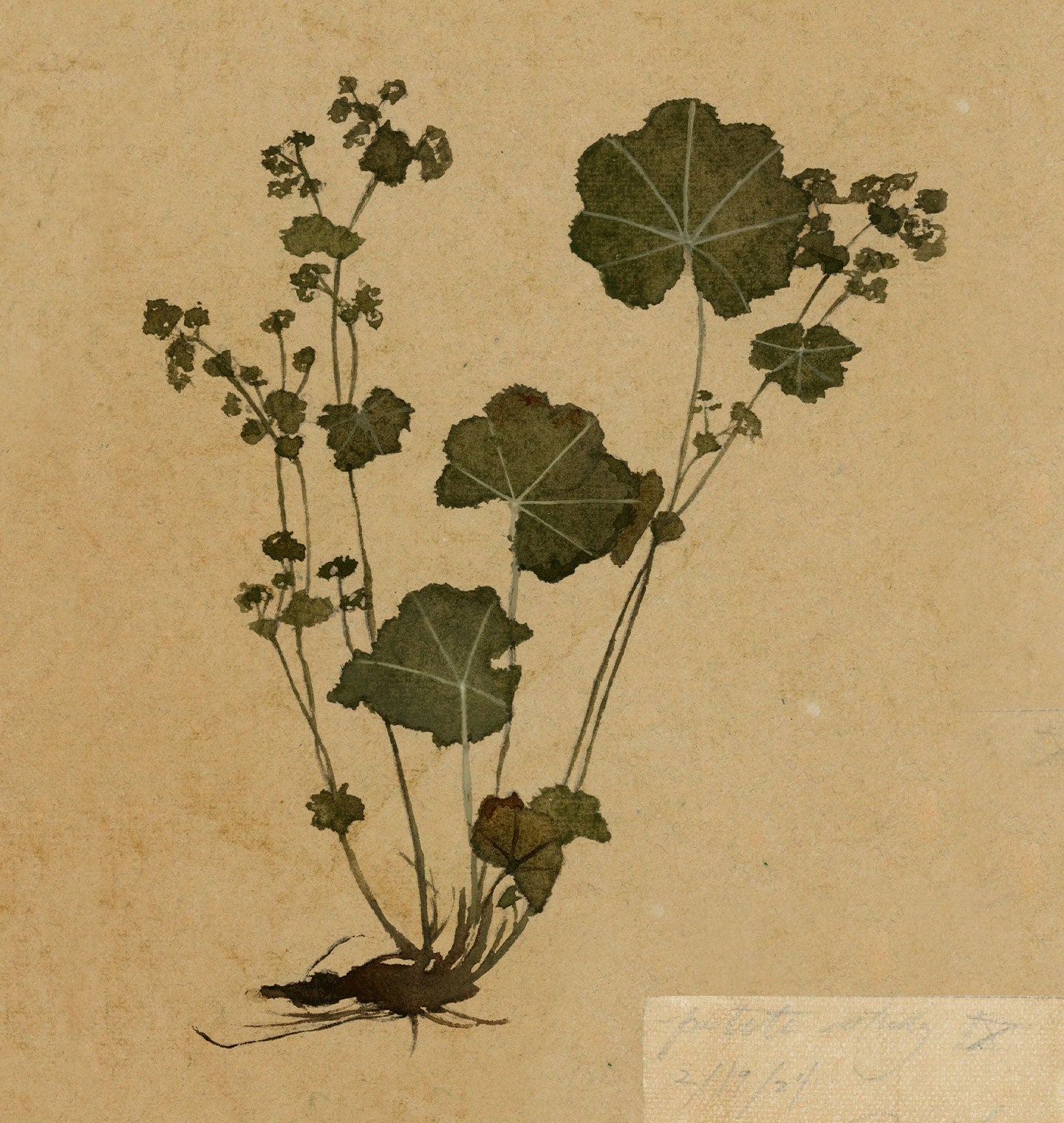 Amber Interiors - Petite Study No. III Unframed Print