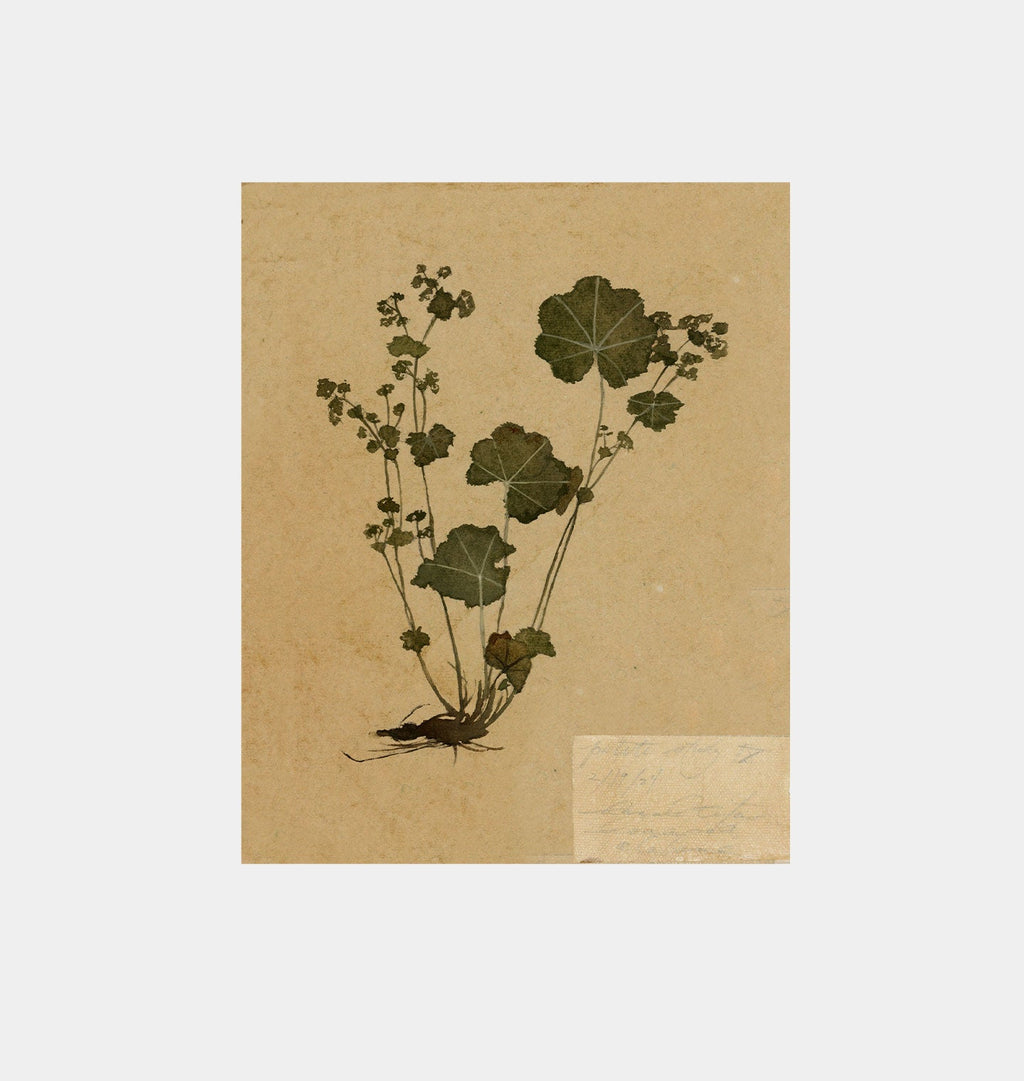 Amber Interiors - Petite Study No. III Unframed Print