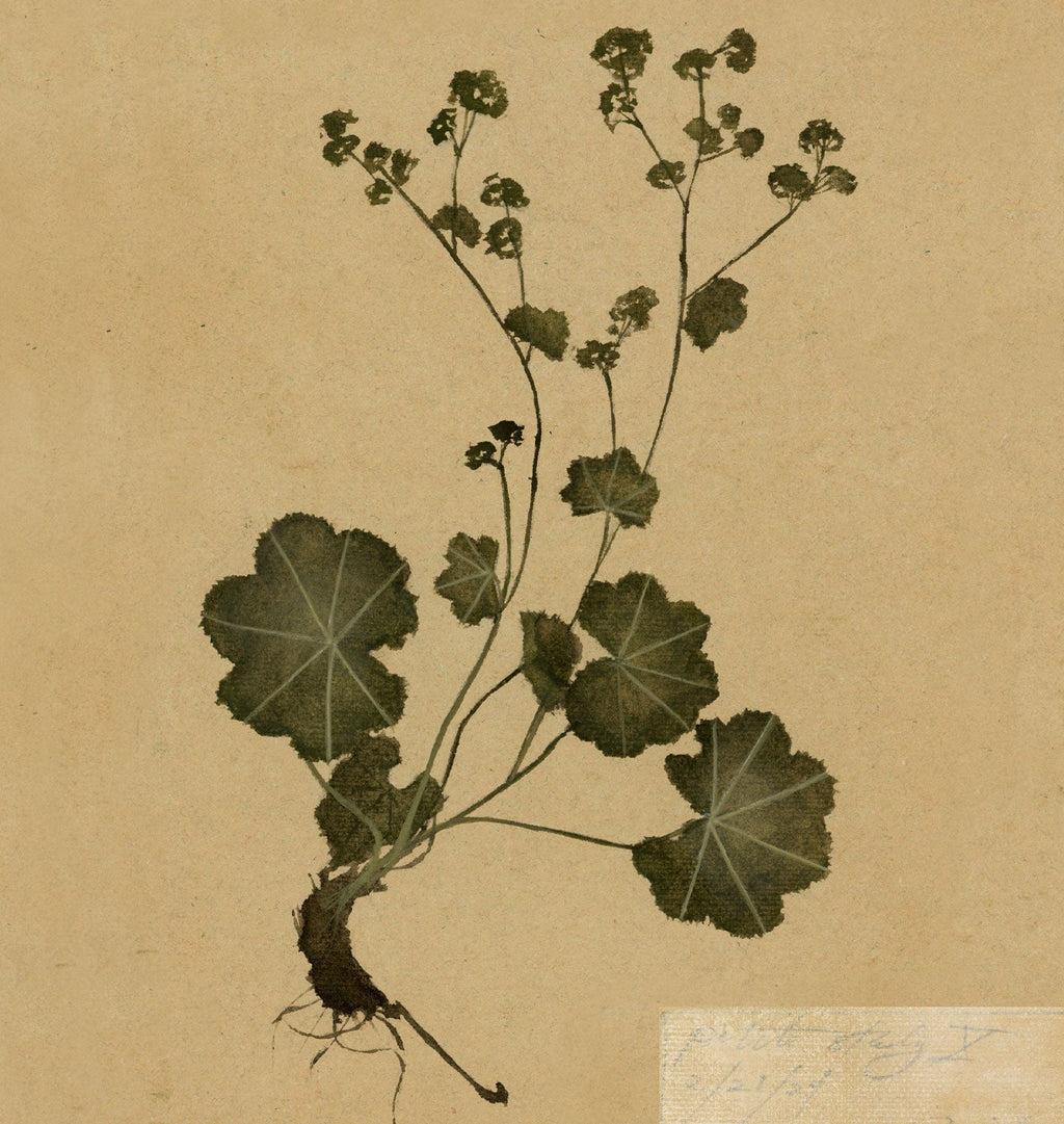 Amber Interiors - Petite Study No. IV Unframed Print
