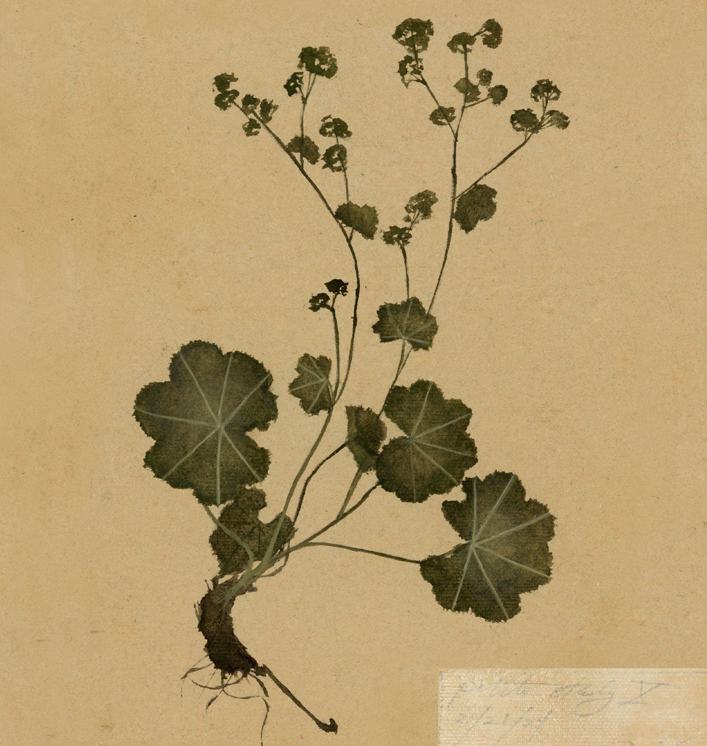 Amber Interiors - Petite Study No. IV Unframed Print