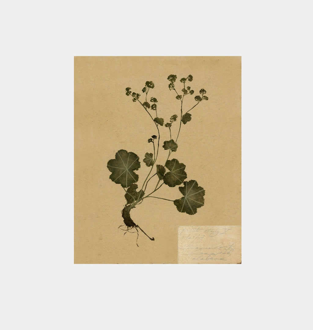 Amber Interiors - Petite Study No. IV Unframed Print