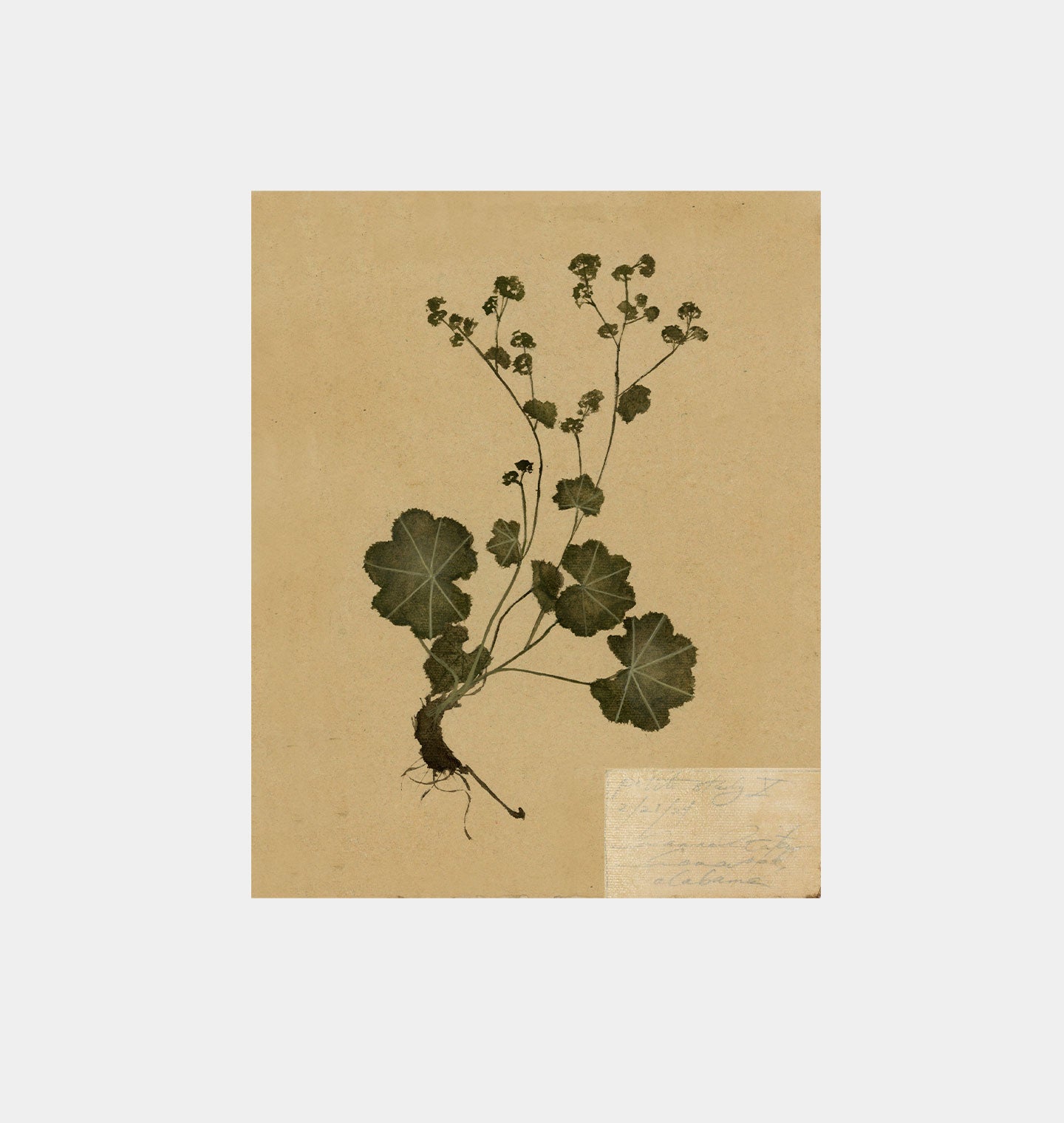 Amber Interiors - Petite Study No. IV Unframed Print