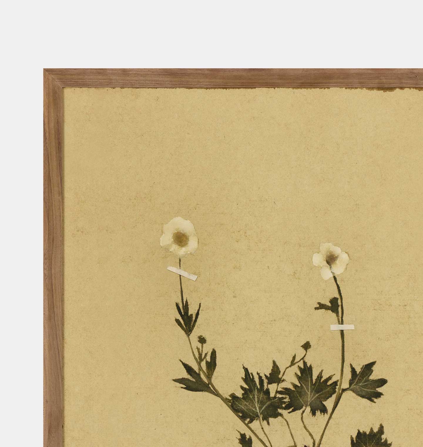 Amber Interiors - Petite Study No. V by Hannah Winters Framed Print