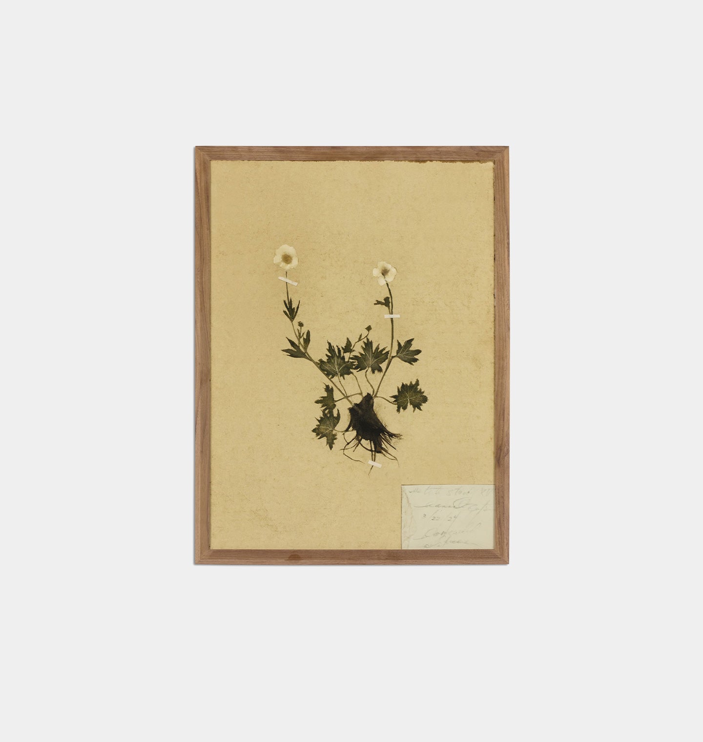 Amber Interiors - Petite Study No. V by Hannah Winters Framed Print