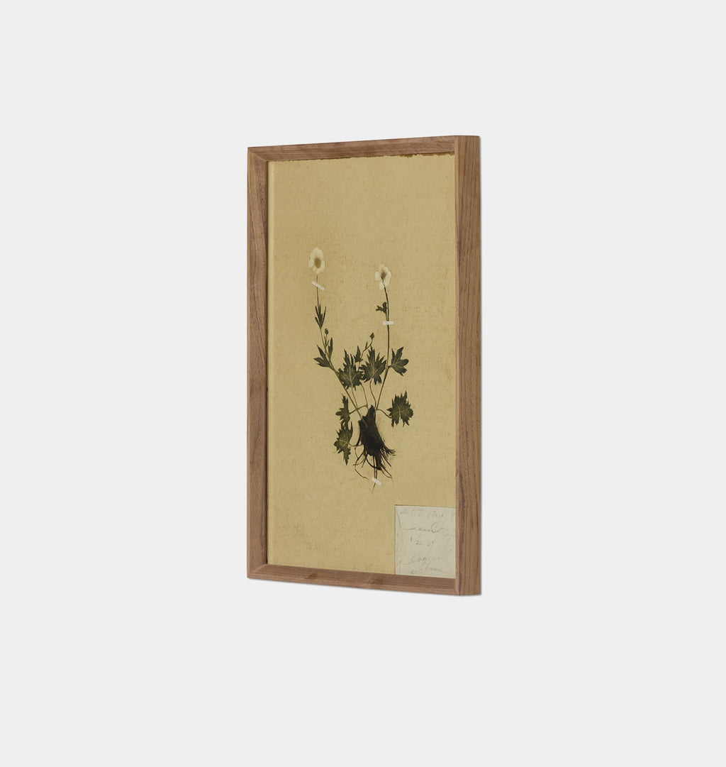 Amber Interiors - Petite Study No. V by Hannah Winters Framed Print