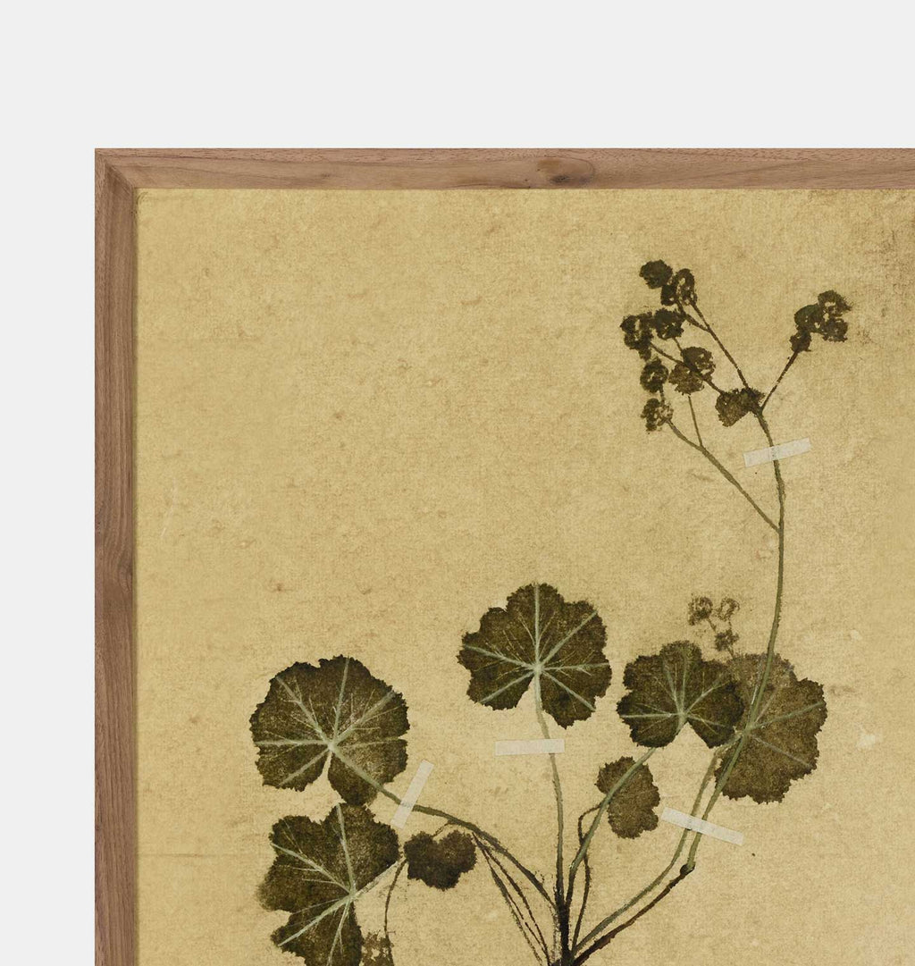 Amber Interiors - Petite Study No. VI by Hannah Winters Framed Print