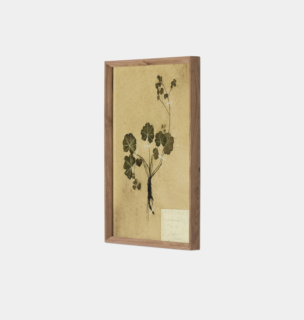 Amber Interiors - Petite Study No. VI by Hannah Winters Framed Print